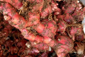 Red Ginger
